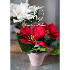 8 Inch Red or White Poinsettias In Pots