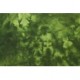 Green Woolens