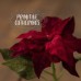 4 Inch Red Poinsettias In Pots