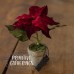 4 Inch Red Poinsettias In Pots